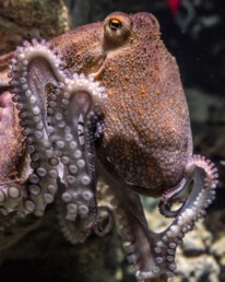 Octopus