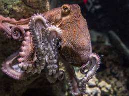 Octopus