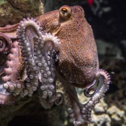 Octopus